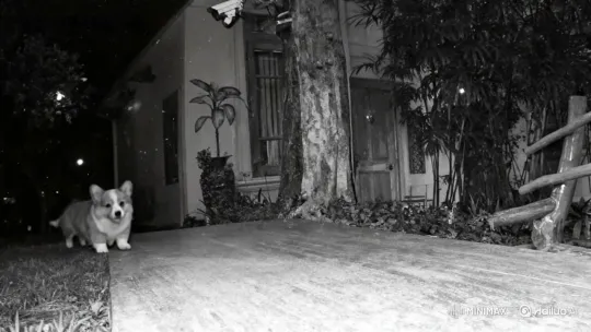 Create a Victory Video of Your Pet from a Photo - Upload a photo to generate a video of your pet making a 'VICTORY' gesture cover image by Hailuo AI Video Generator